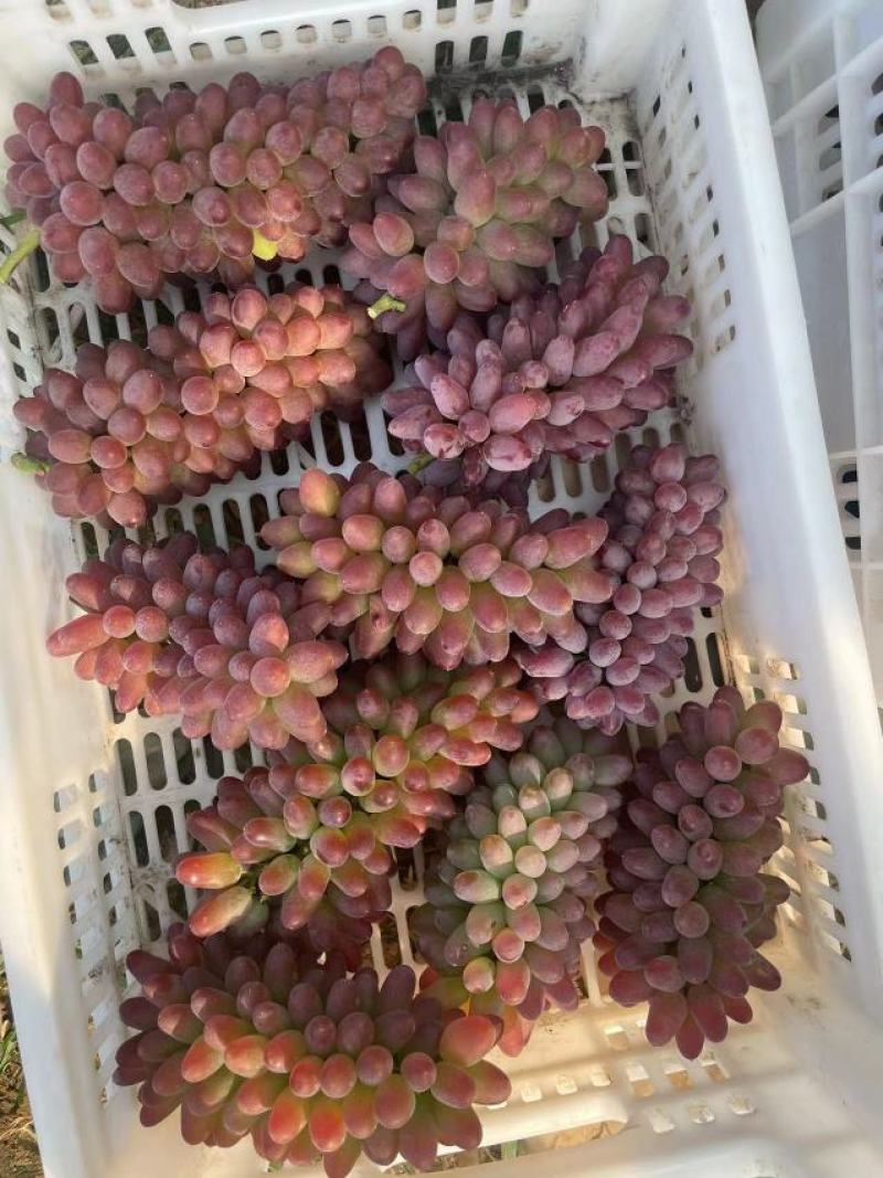 茉莉香大量上市，颜色好，口感超甜！忘，新老客户前来采购