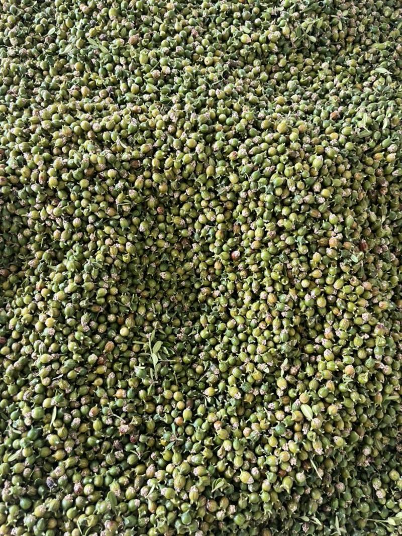 产地直销黄杨种子精品种子出芽率保证新种