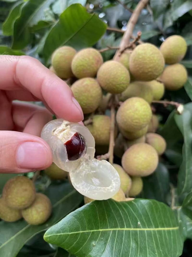 高州石硖，储良龙眼，产地直供，统果，园子货，都能统一安排