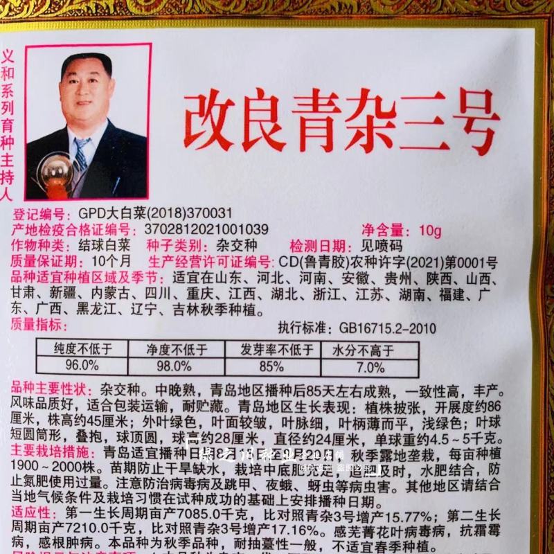 基地专用改良青杂三号大白菜种子中晚熟品种