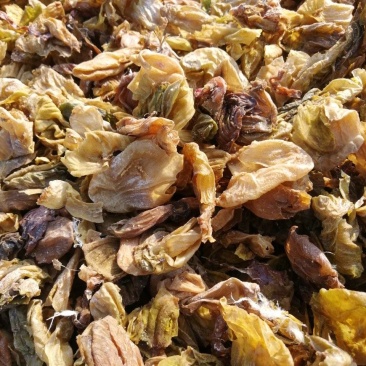 中药材鸡内金