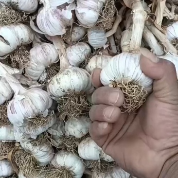 安丘精品红皮杂交大蒜把子蒜蒜种市场电商