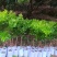 黑炭杨梅，东魁杨梅