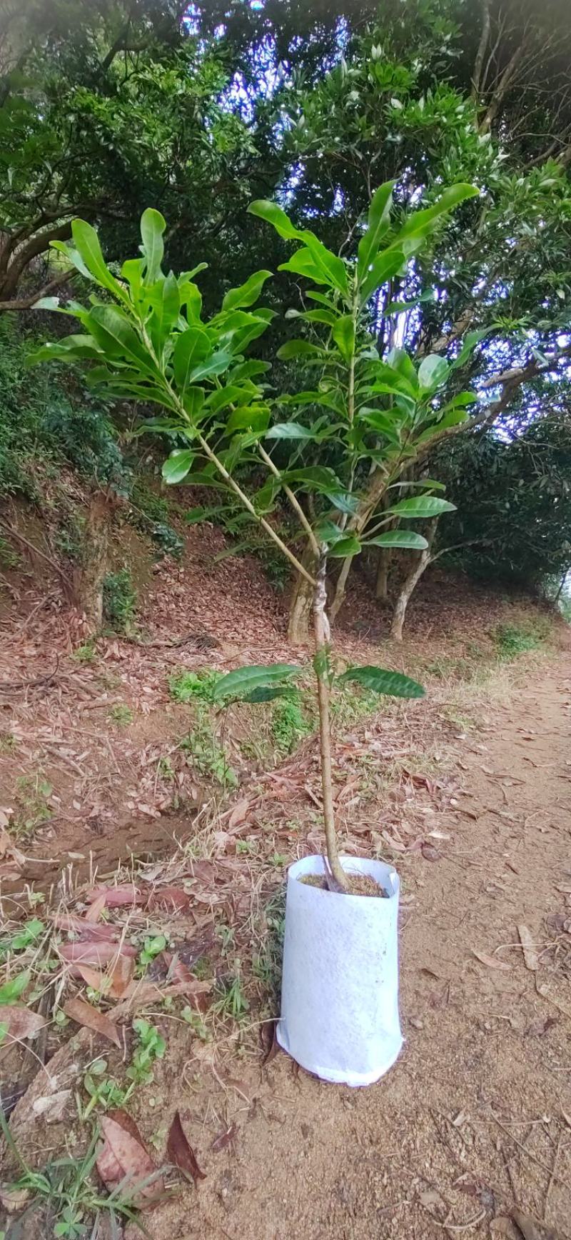 黑炭杨梅，东魁杨梅