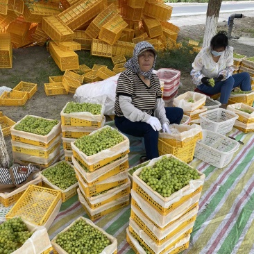 新疆无核白葡萄，供应社区团购，电商平台，二三线批发市场