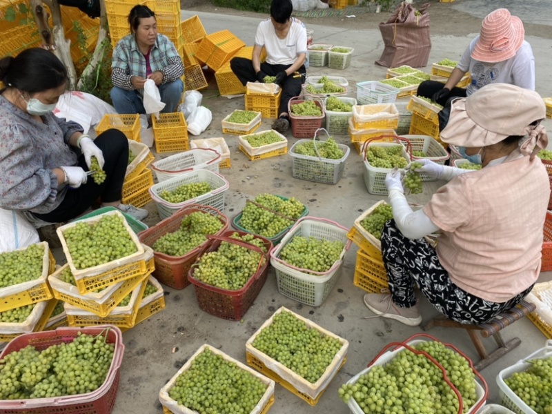 新疆无核白葡萄，供应社区团购，电商平台，二三线批发市场