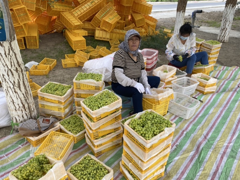 新疆无核白葡萄，供应社区团购，电商平台，二三线批发市场