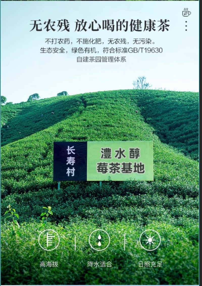 张家界芽尖莓茶250克/罐高山优质原料特级品质