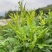 张家界芽尖莓茶250克/罐高山优质原料特级品质