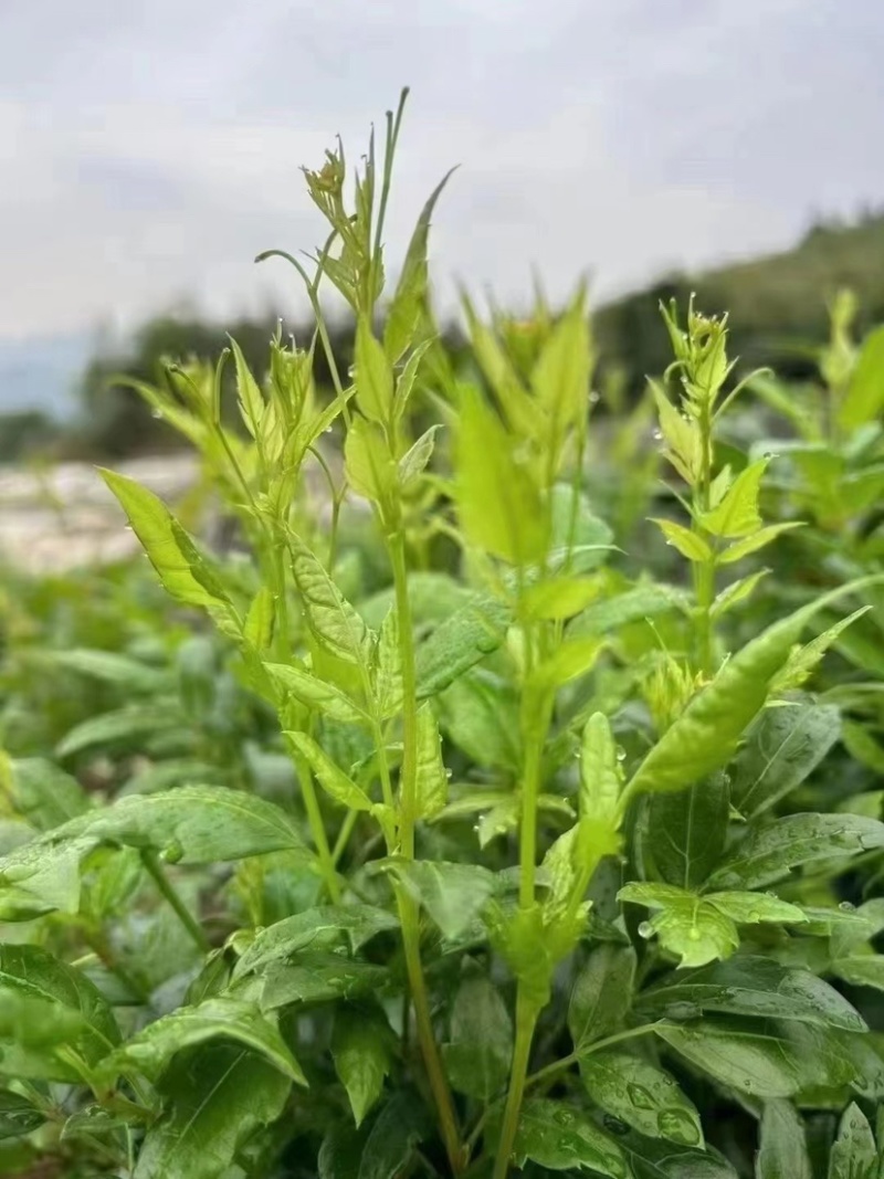 张家界芽尖莓茶250克/罐高山优质原料特级品质