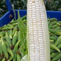 鲜玉米产地供应，万糯2000，花糯932，彩甜糯，黄甜