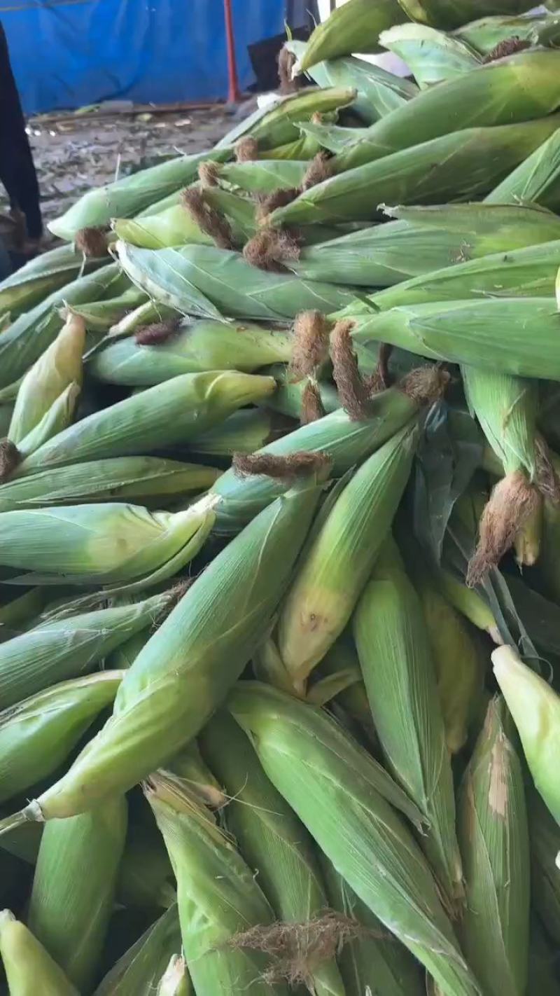 万糯2000，花糯932，彩甜糯，黄甜，水果玉米，甜玉米