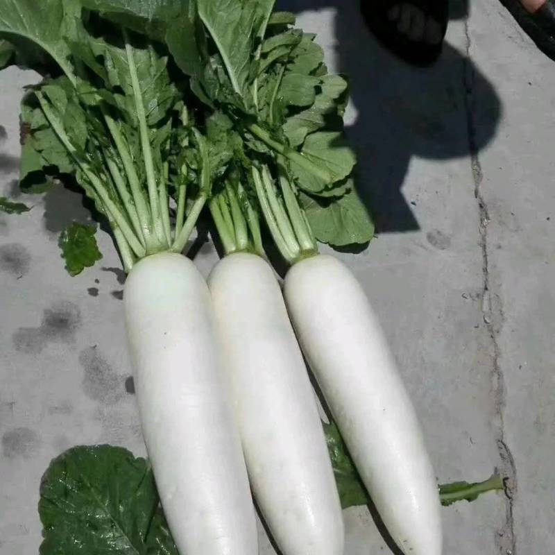 【地头价】河南安阳白萝卜质量保障量大从优欢迎洽谈