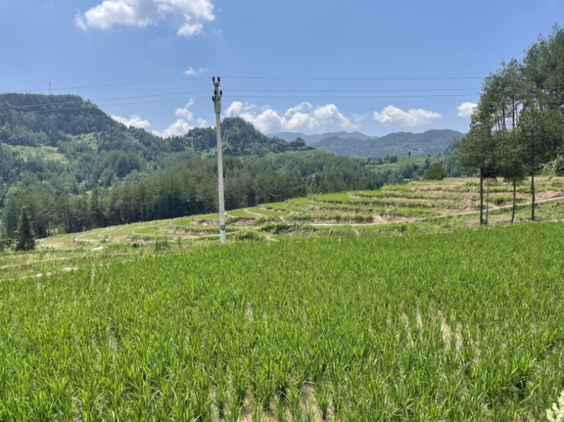180天高山大米新有机大米