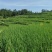 180天高山大米新有机大米