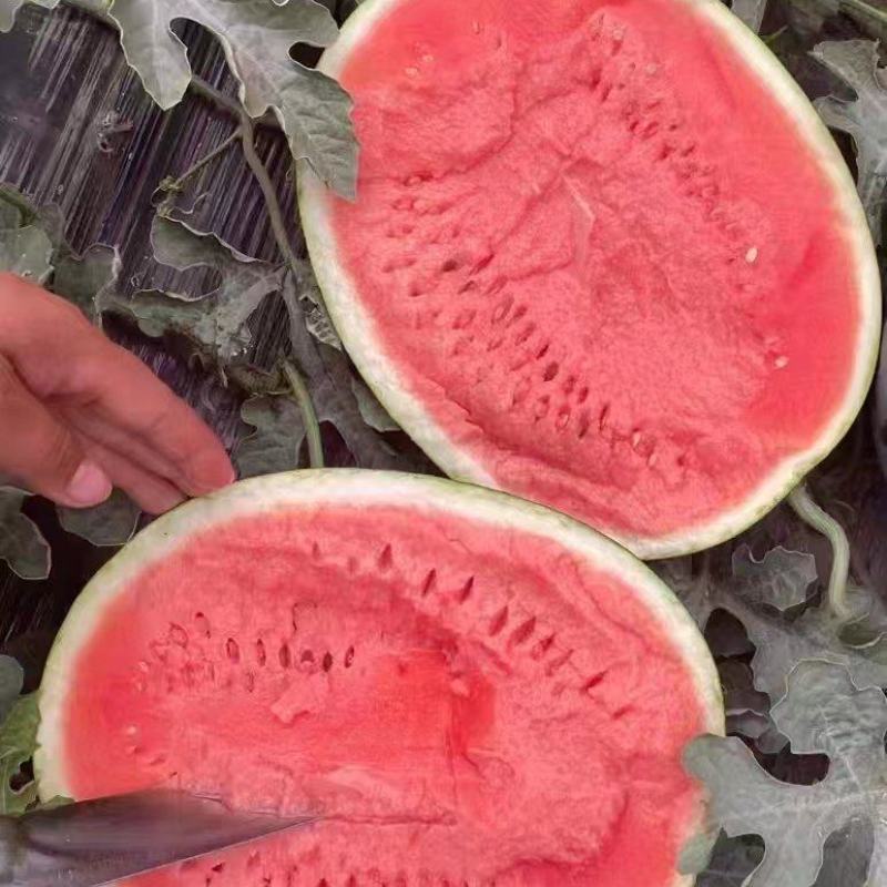 陕西大棚直生苗金花6口感好甜含糖量高皮毛好个头大