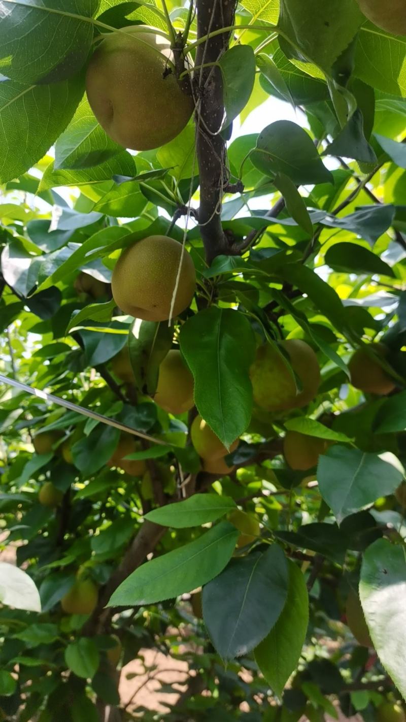 翠冠梨清一色褐皮含糖量近期飙升极甜