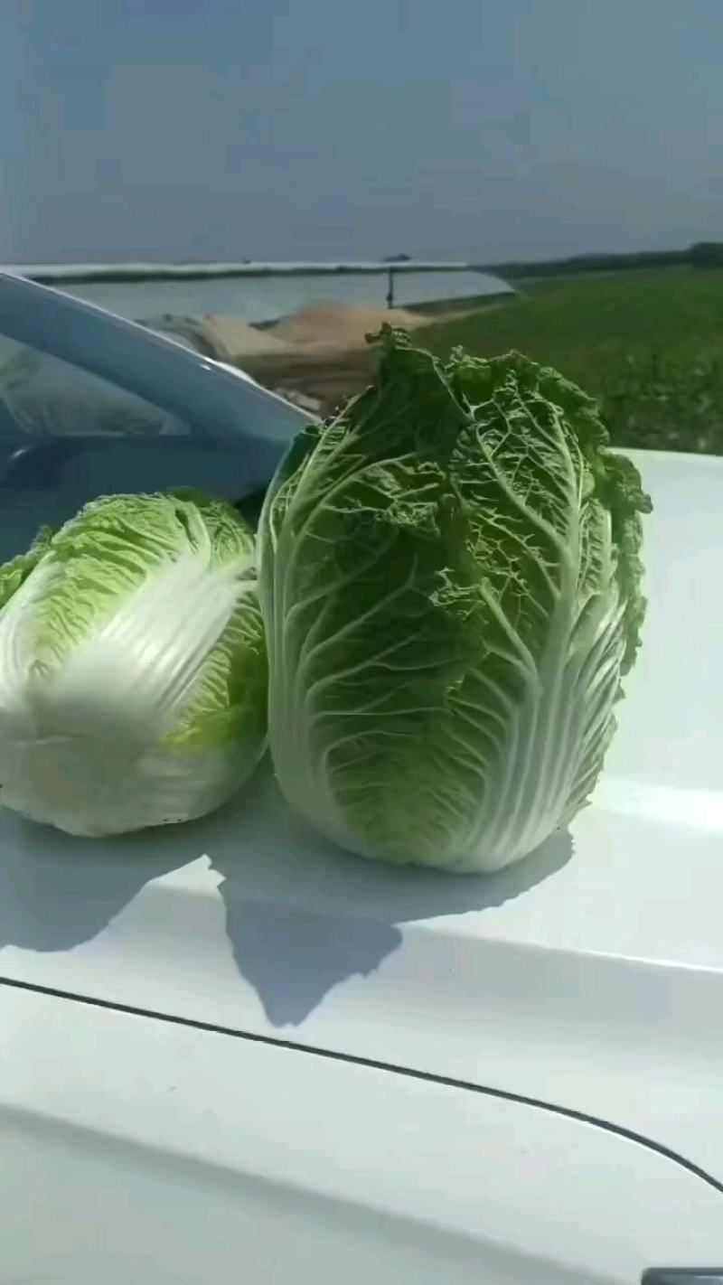 玲珑黄，金翡翠，黄心小颗白菜，诚信代办全国走货