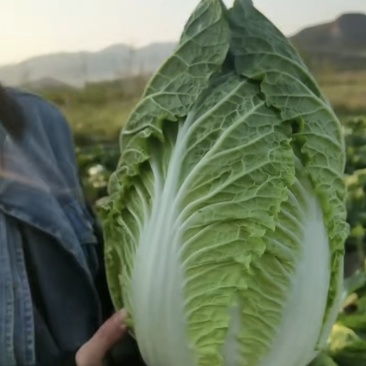 白菜，玲珑黄，金翡翠，北京三号黄心白菜河北唐山乐亭