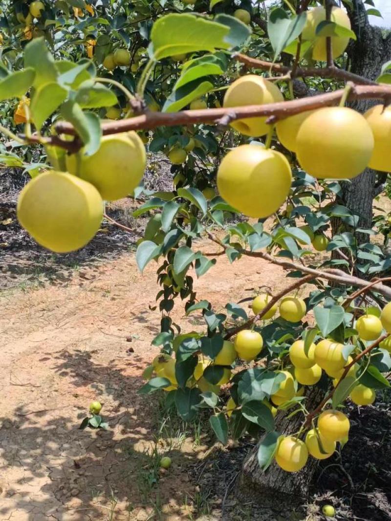 丁香梨己大量上市：欢迎各位大佬前来实地看货：