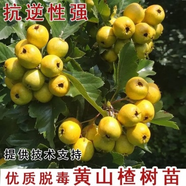 嫁接新品种山楂树苗黄果山楂苗盆栽地栽抗旱抗寒自花授粉包邮