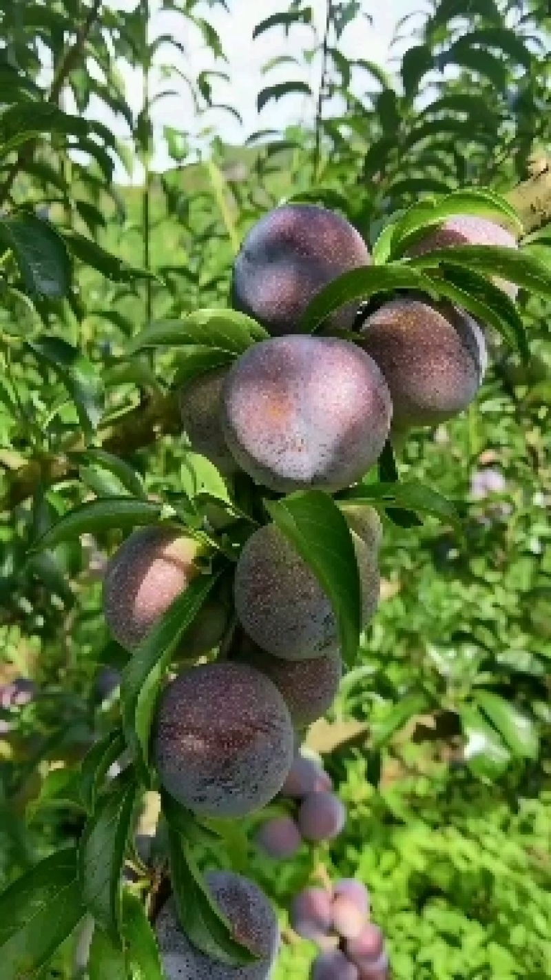李子办红