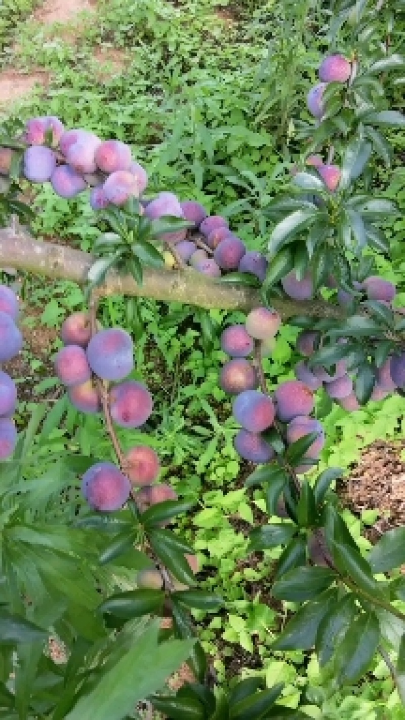 李子办红