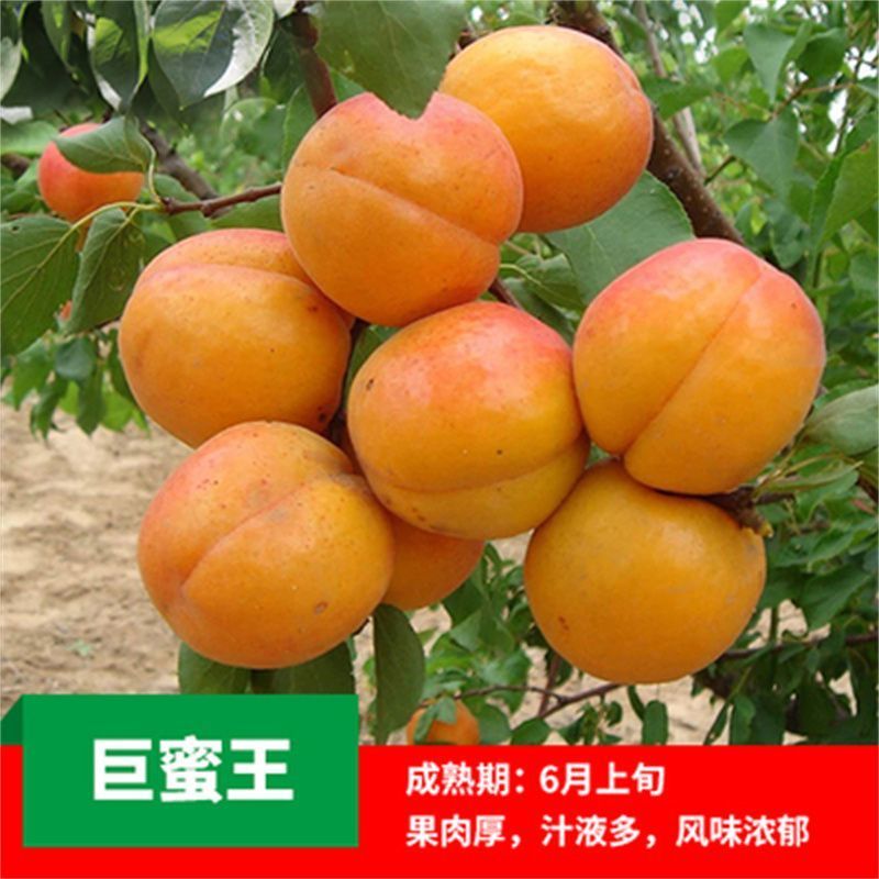 帝王杏嫁接杏树苗早熟杏南北方果树苗耐寒耐旱盆栽地栽货源足