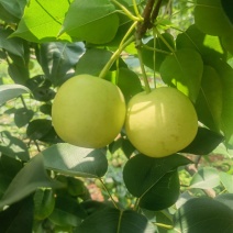 云南高原丁香梨、枣白蜜、蜂糖梨