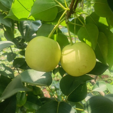 云南高原丁香梨、枣白蜜、蜂糖梨