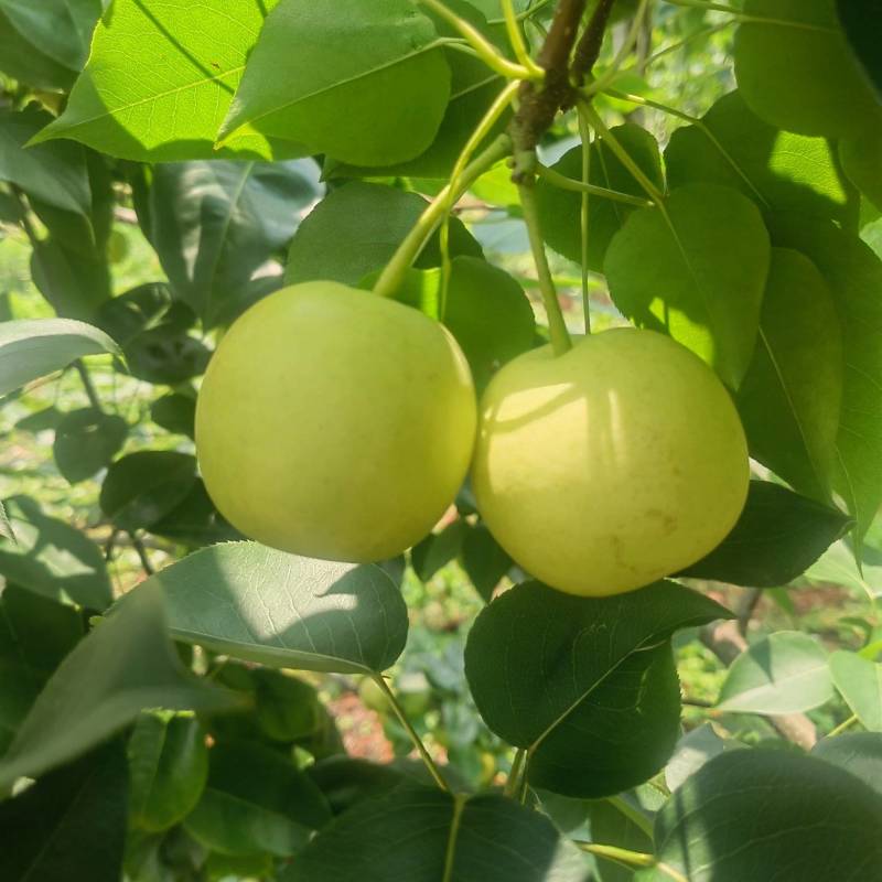 云南高原丁香梨、枣白蜜、蜂糖梨