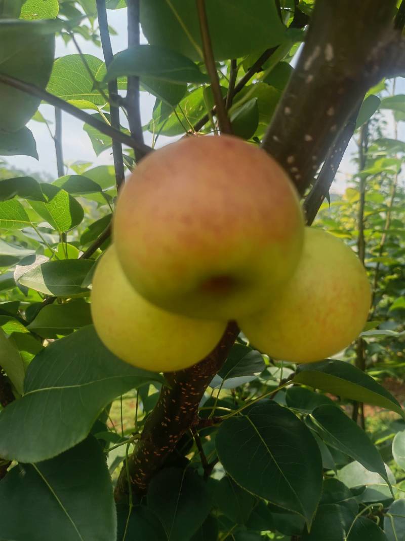 云南高原丁香梨、枣白蜜、蜂糖梨