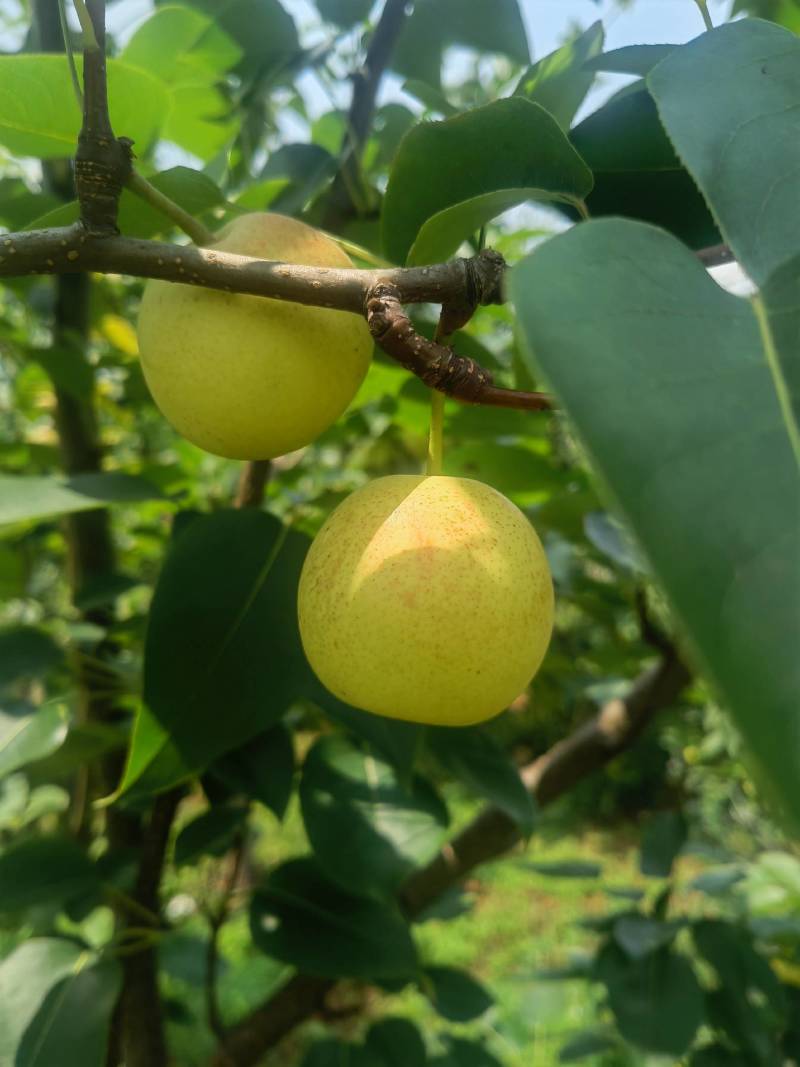 云南高原丁香梨、枣白蜜、蜂糖梨