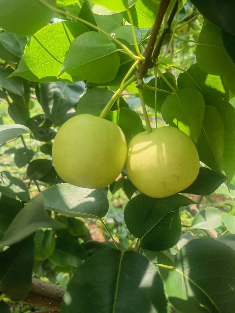 云南高原丁香梨、枣白蜜、蜂糖梨