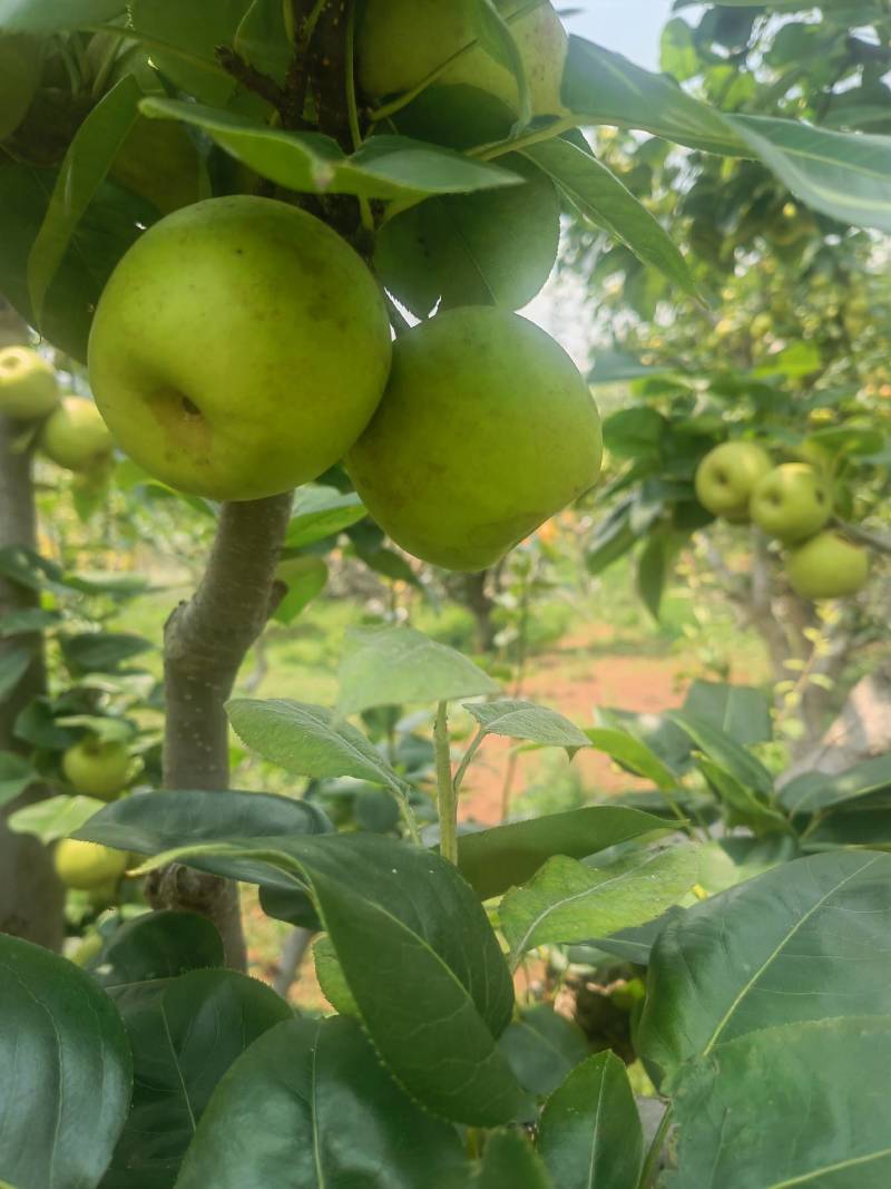 云南高原丁香梨、枣白蜜、蜂糖梨
