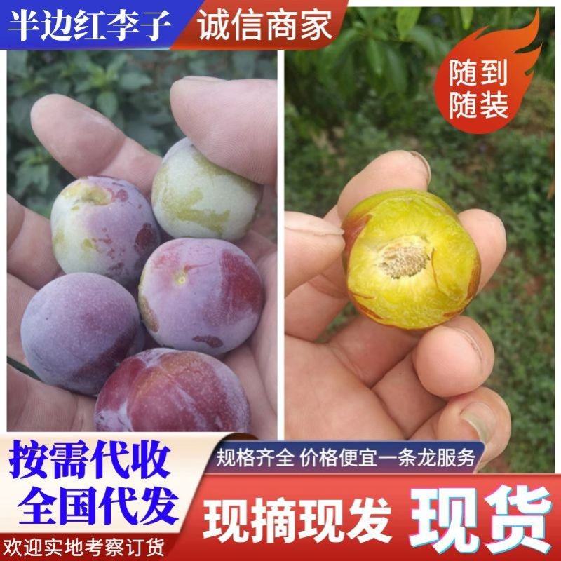 四川李子小脆红李子基地大量现货现摘现发量大优惠