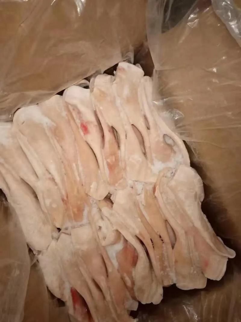 猪耳朵，一级猪耳朵，二级畸形耳，耳片，不带根耳朵