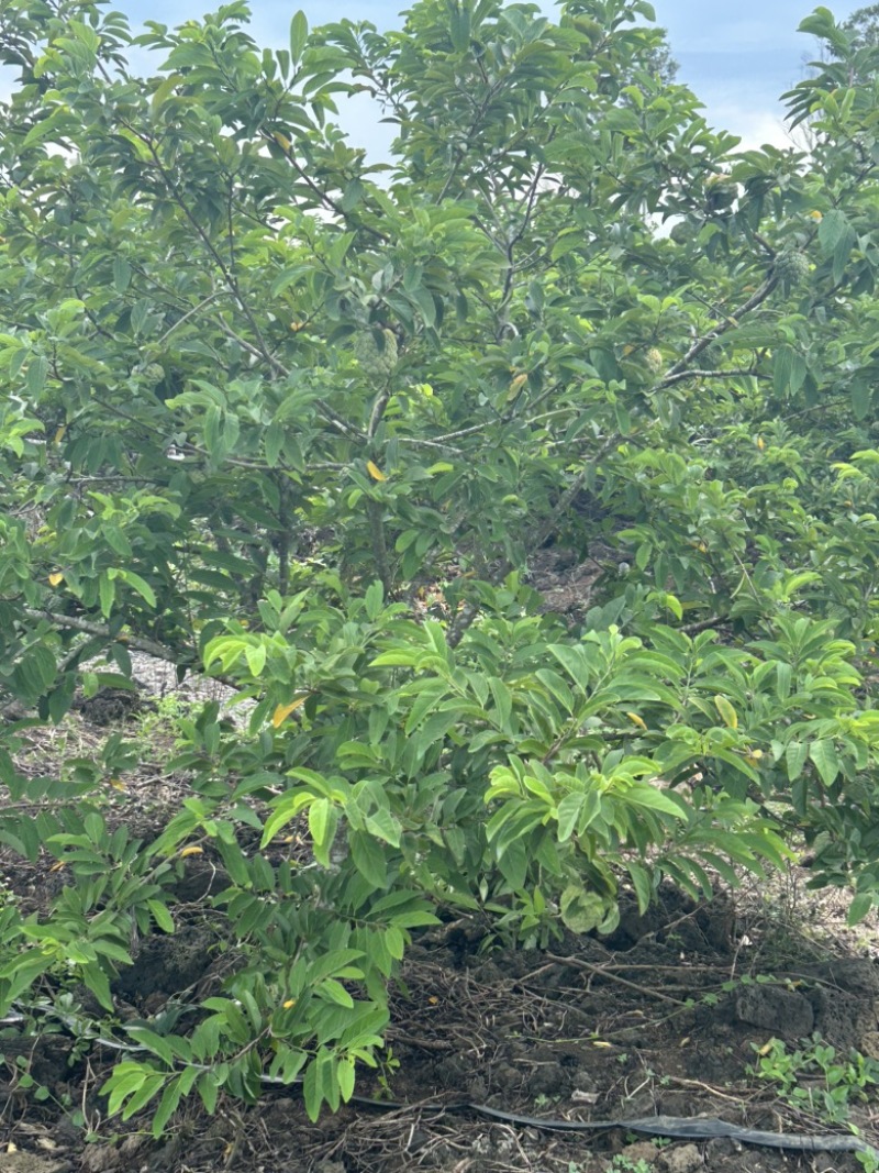 海南本土番荔枝（大目释迦）