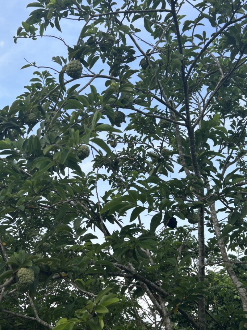 海南本土番荔枝（大目释迦）