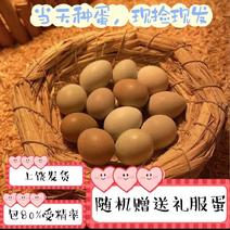 芦丁鸡蛋可孵化蛋受精种蛋卢丁鸡蛋网红迷你鸡蛋受精蛋