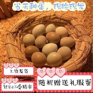 芦丁鸡蛋可孵化蛋受精种蛋卢丁鸡蛋网红迷你鸡蛋受精蛋包邮