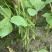 鲜毛豆千亩鲜食毛豆上市产地直销