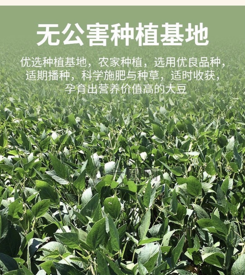 鲜毛豆千亩鲜食毛豆上市产地直销