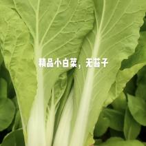蔬菜小白菜瓢儿白