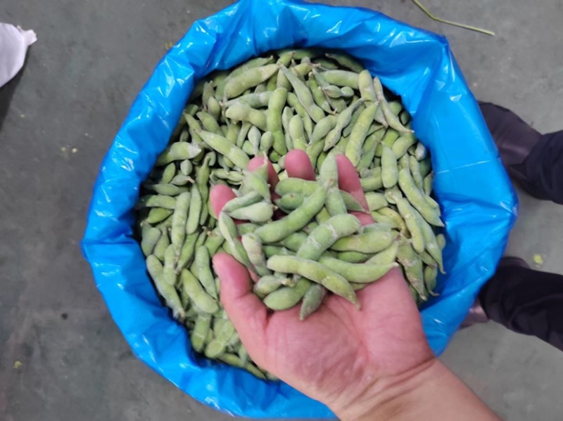 毛豆速冻毛豆源头实力厂家常年有货，价格稳定