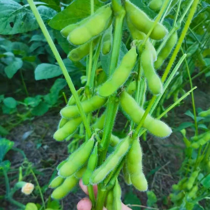 毛豆速冻毛豆源头实力厂家常年有货，价格稳定