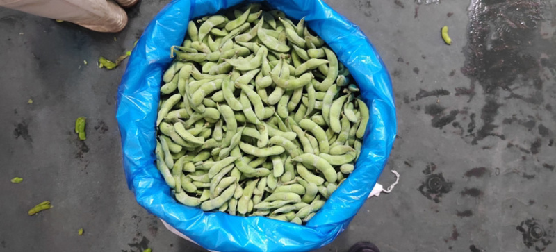 毛豆速冻毛豆源头实力厂家常年有货，价格稳定