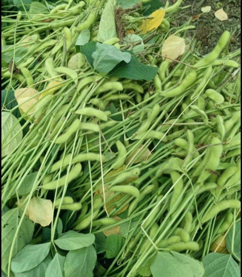 毛豆速冻毛豆源头实力厂家常年有货，价格稳定