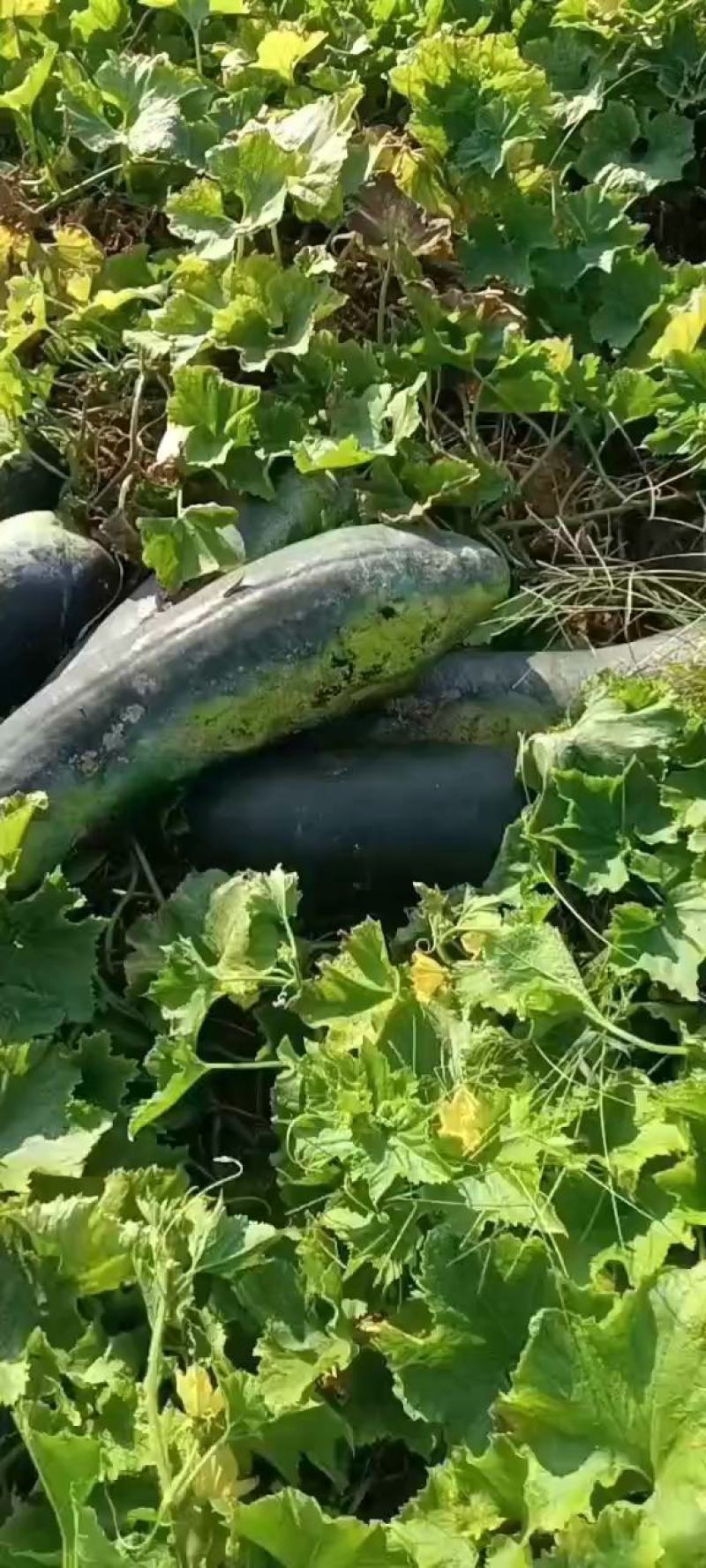 河北省，隆尧县，黑皮大冬瓜大量上市了，要的联系，全国发货