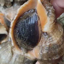 【推荐】红螺海螺连云港产地直发现捕现发海水螺鲜活发货